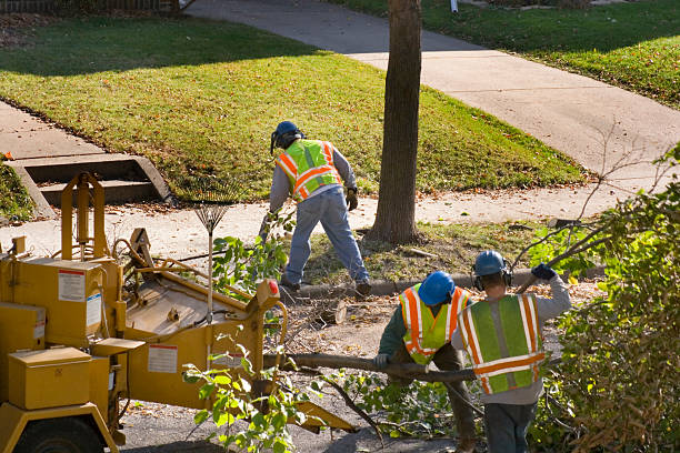 Professional Tree Removal and Landscaping Services in Osprey, FL